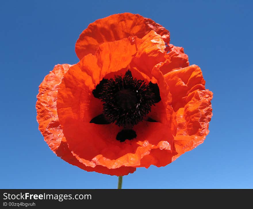 Flower on  blue sky background. Flower on  blue sky background