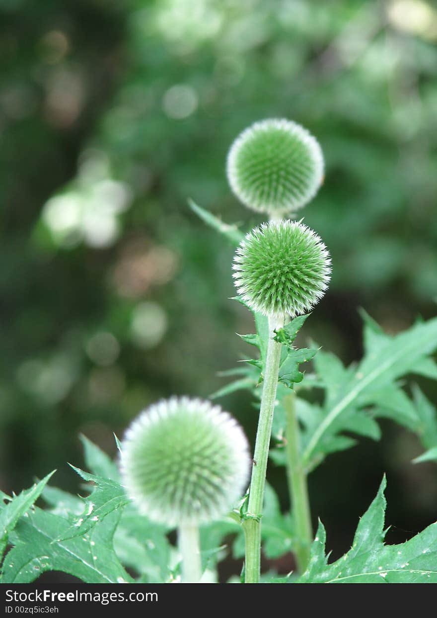 Sikavica (Silybium marianum) in botanic garden zagreb croatia