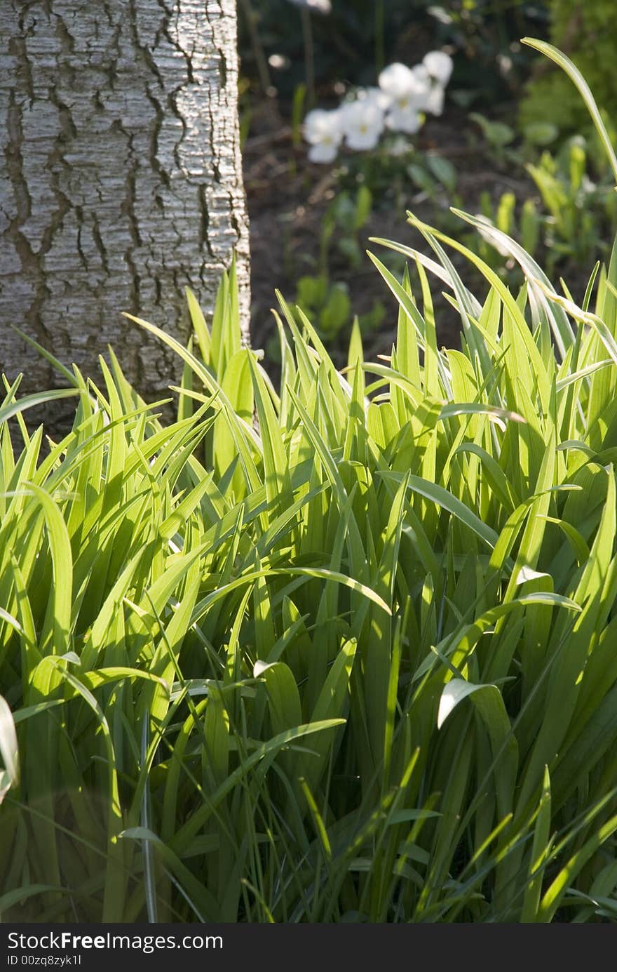 Private garden