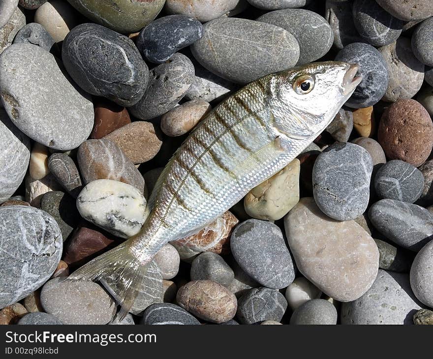 Stones Beach Fish