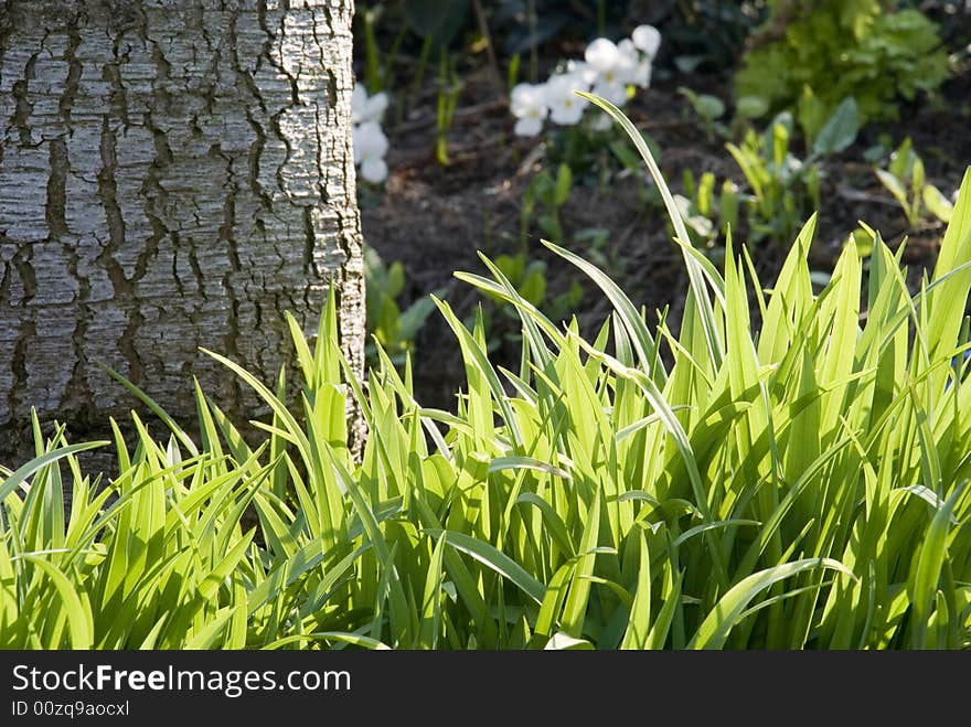 Private garden