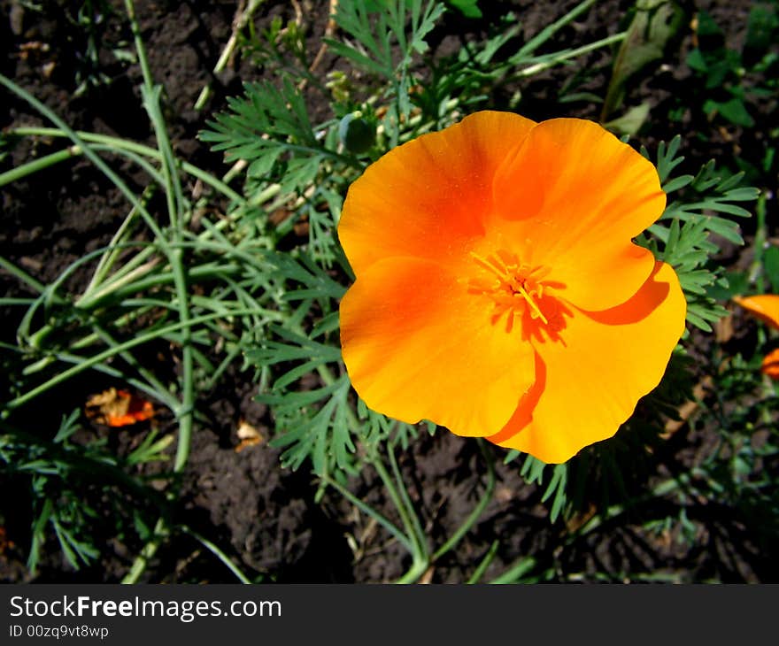 Photo of an orange flower, illustration for magazines about the nature.