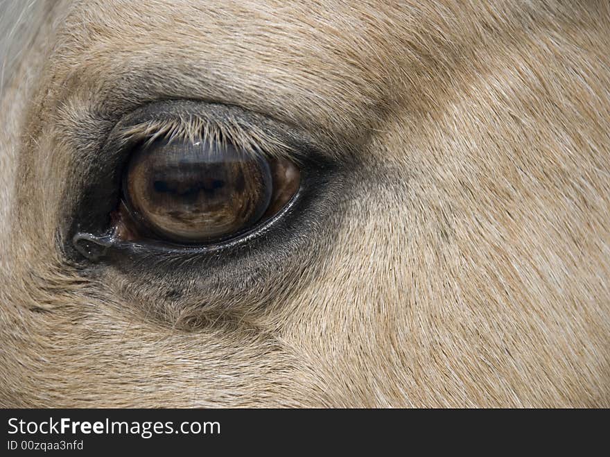 Detail of a horse eye. Detail of a horse eye