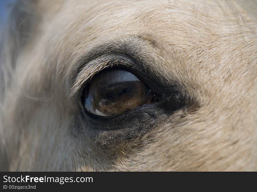 Detail of a horse eye. Detail of a horse eye