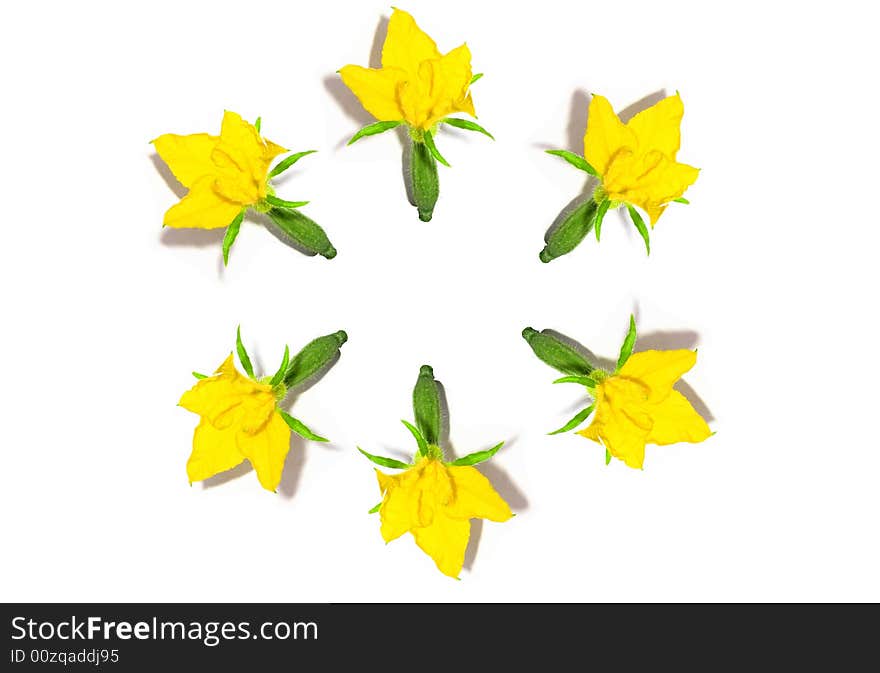 Photo of flowers and small cucumbers in the form of a ring. The abstract image.