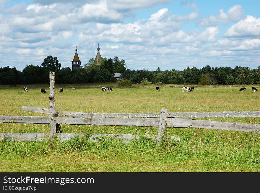 Cow herd on the meadow with ancient wooden church on background, north Russia. Cow herd on the meadow with ancient wooden church on background, north Russia