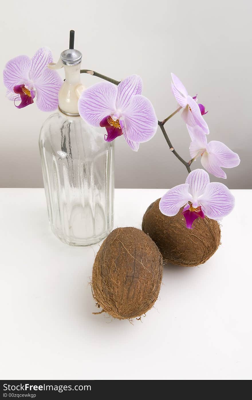 Still nature with orchids and coco nuts