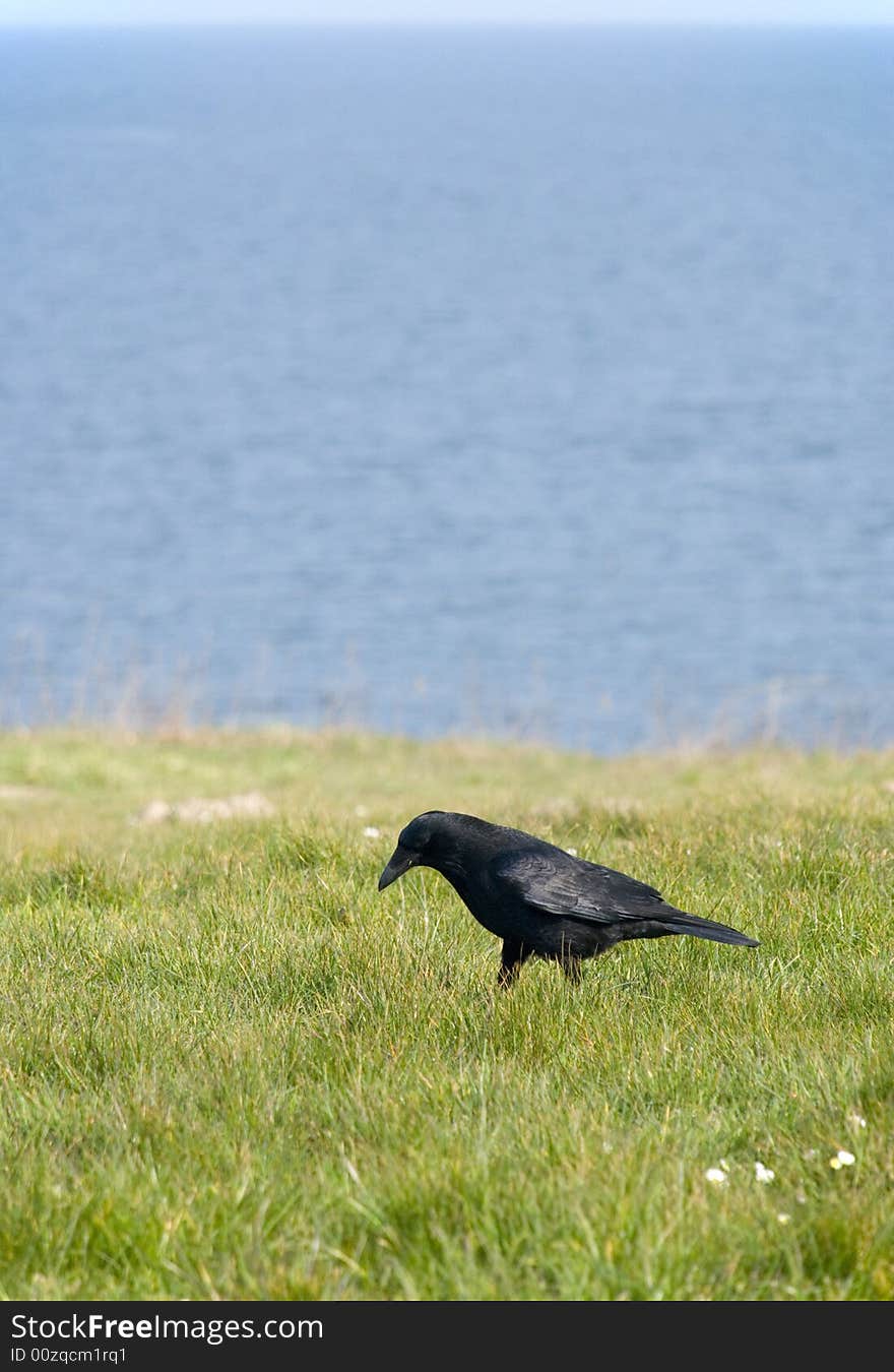 A black bird searching for food