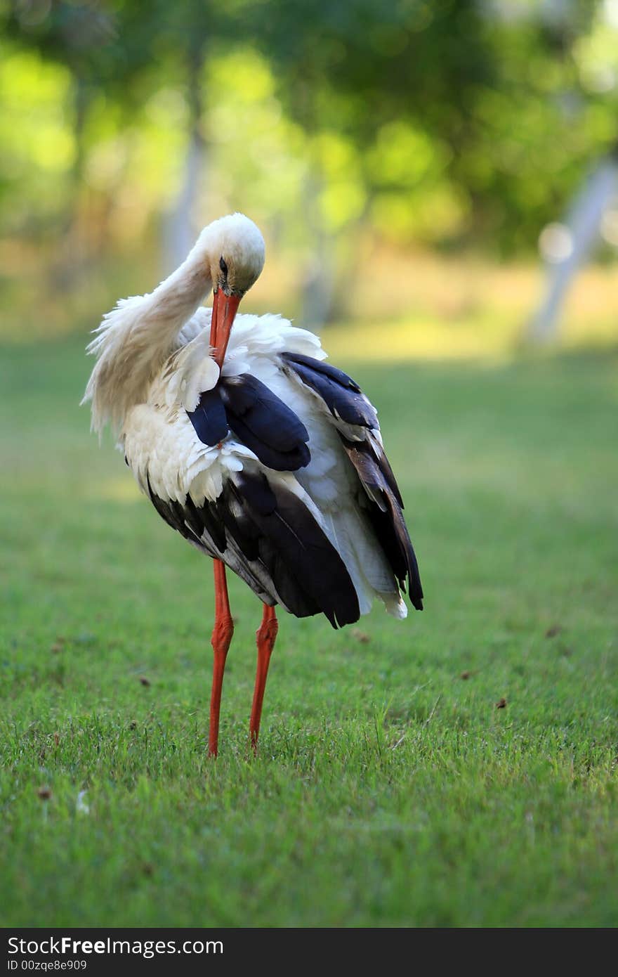 The stork