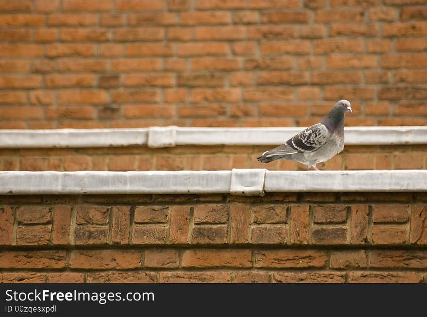 Pigeon at the edge of a roof with red brick background