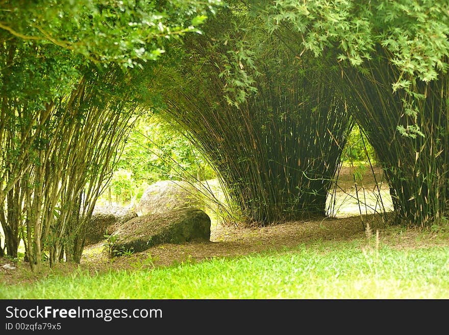 Picture of Bamboo Garden taken at Putrajaya wetland, Malaysia. Picture of Bamboo Garden taken at Putrajaya wetland, Malaysia