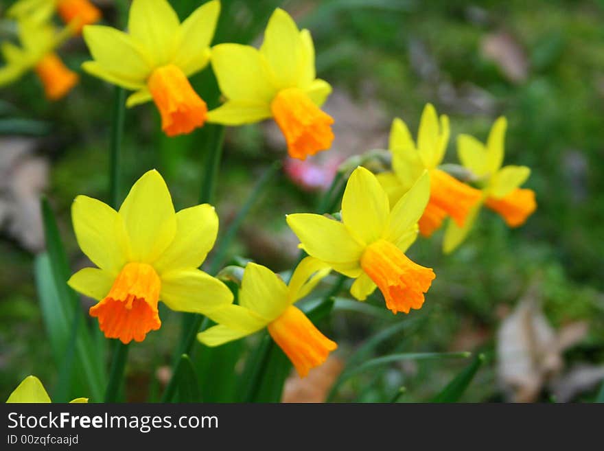 A lot of yellow flowers in flower gardens