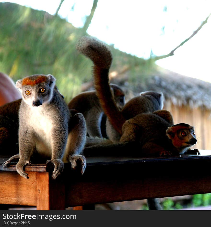 Grey lemur on a table looking for something interesting