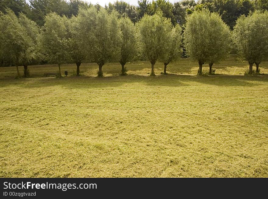 Row of willow trees