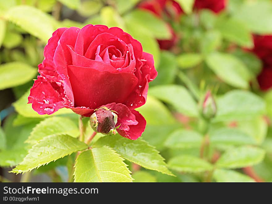 Rose after rain,shallow DOF