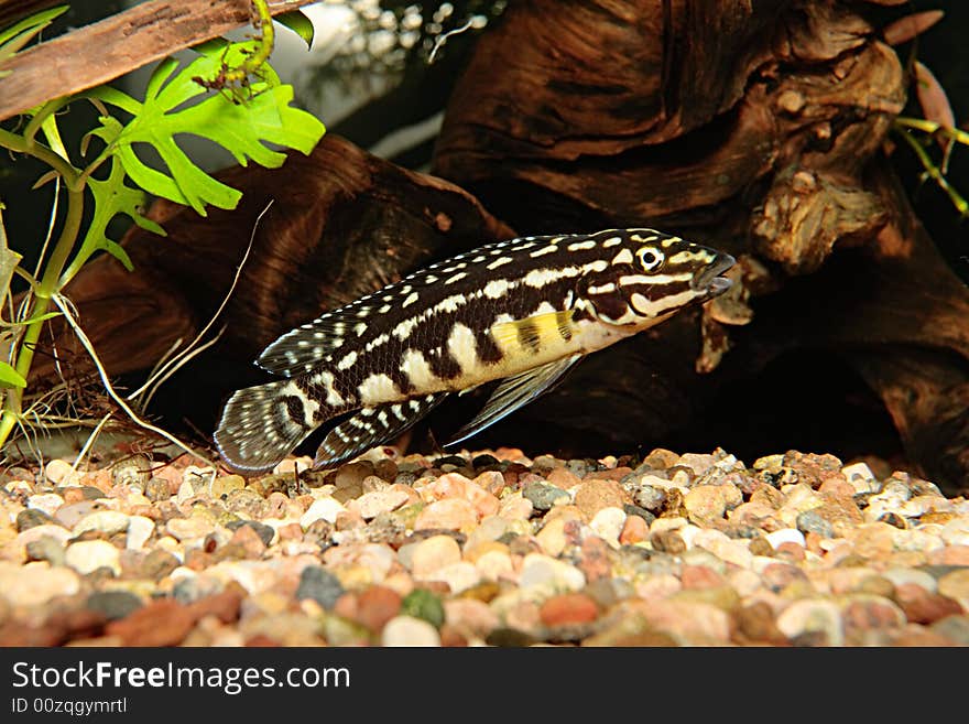 Julidochromis Marlieri,aquarium fish from lake Malawi