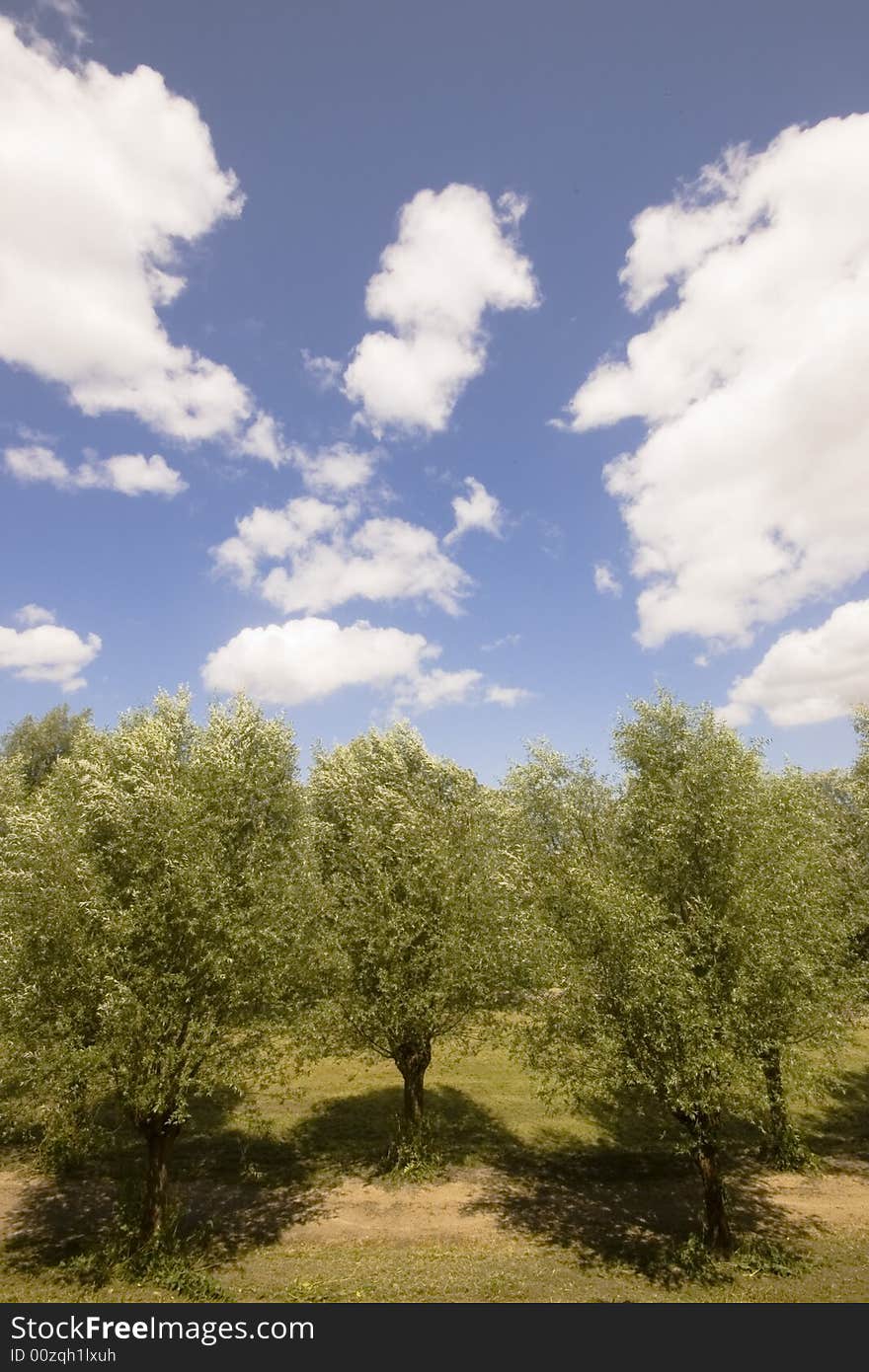 Row of willow trees