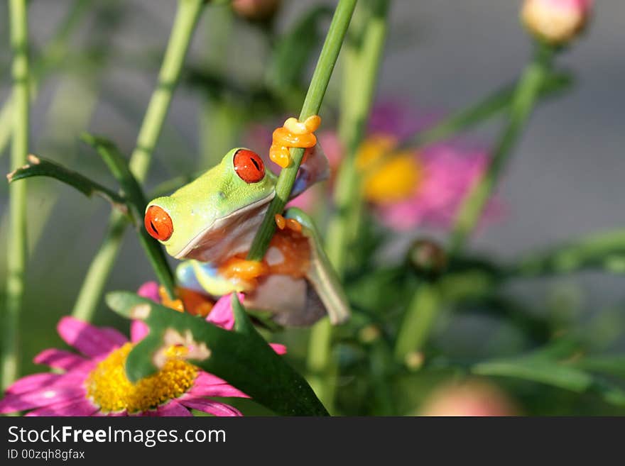 Image of a red eyed tree frog-agalychnis callidryas