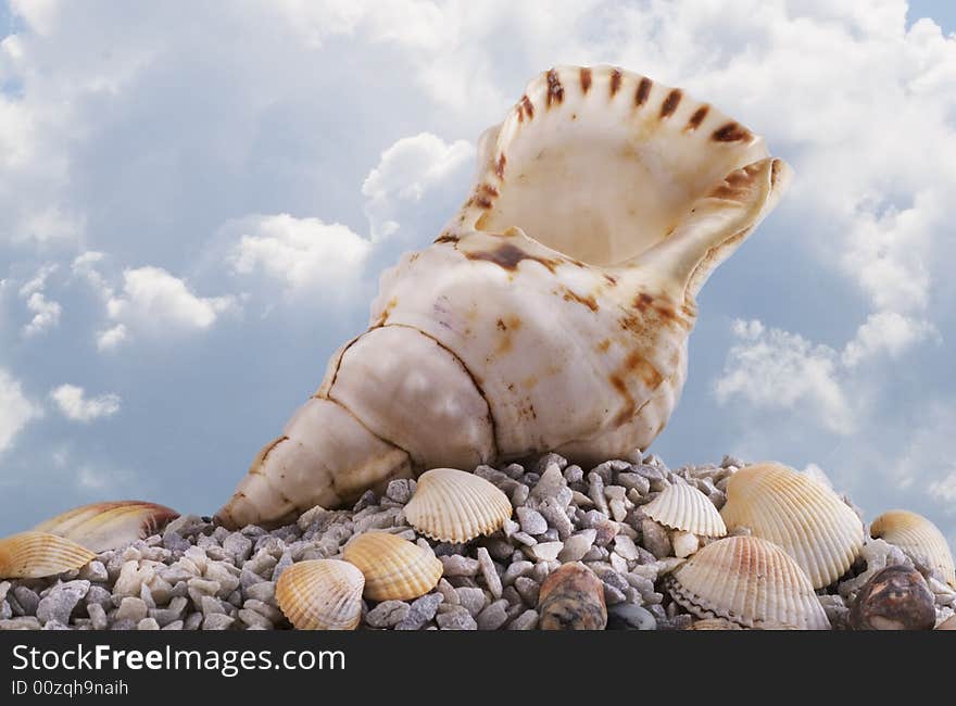 Seashell at the seashore