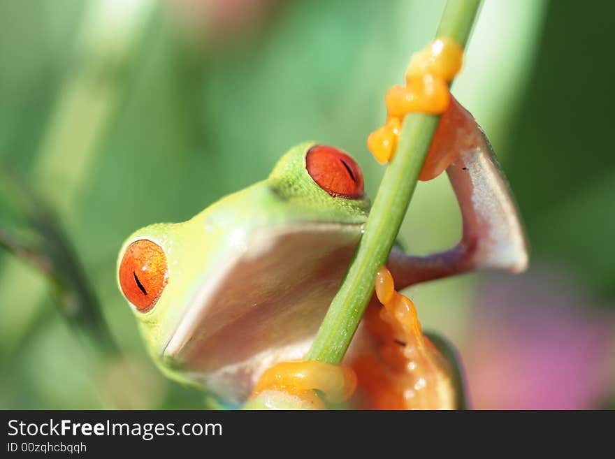 Red eyed tree frog