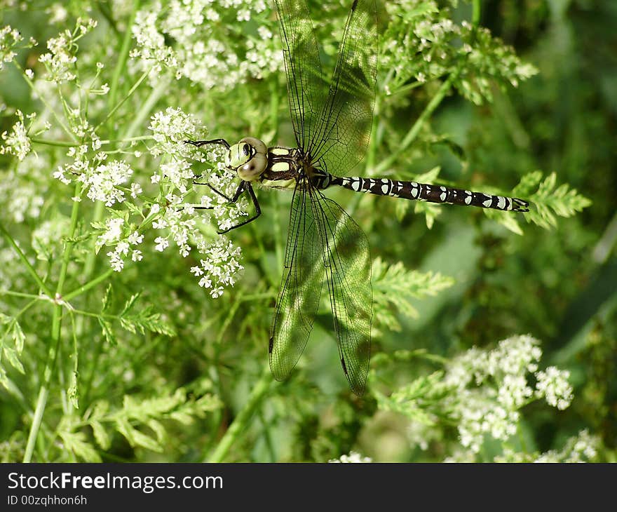 Detailed view of a fast moving insect,caught at rest in local devon nature reserve. Detailed view of a fast moving insect,caught at rest in local devon nature reserve.