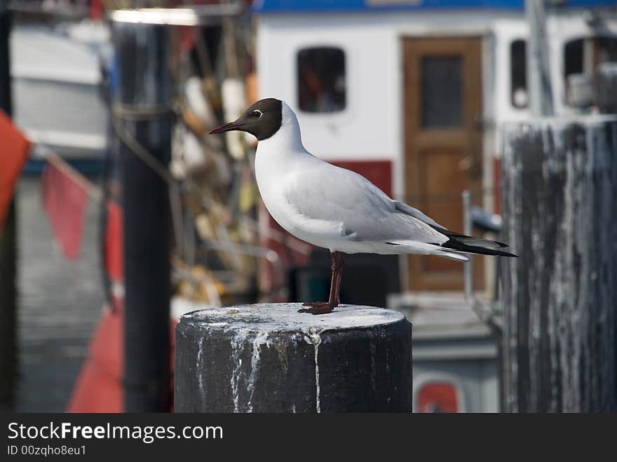 A german habour scene with seagull