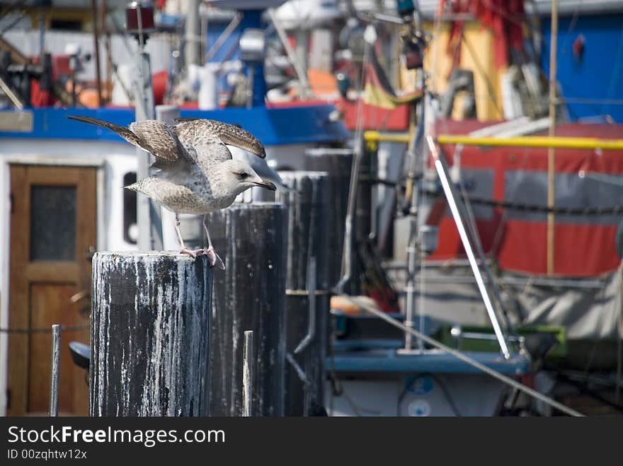 A german habour scene with seagull