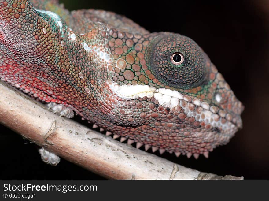 Young male panther cameleon-furcifer pardalis- sitting on a branch. Young male panther cameleon-furcifer pardalis- sitting on a branch