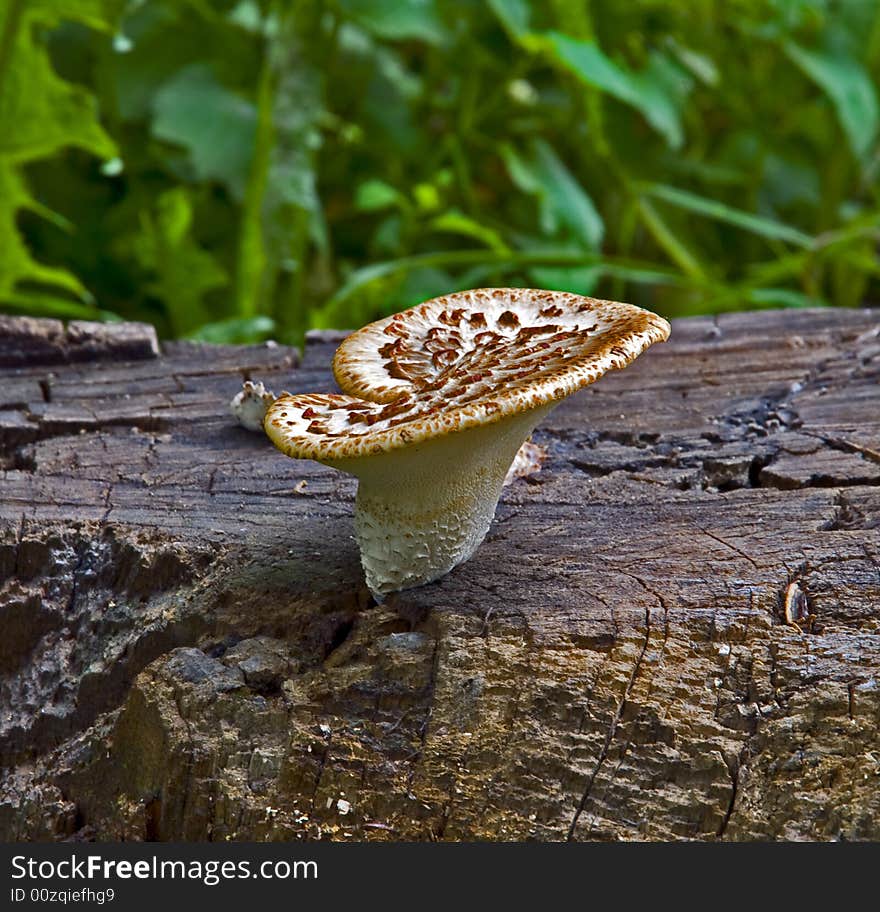 Mushroom On A Stub