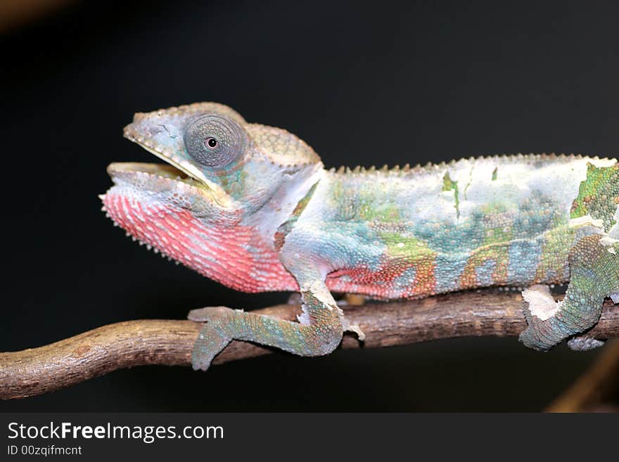 Young male panther cameleon-furcifer pardalis- sitting on a branch. Young male panther cameleon-furcifer pardalis- sitting on a branch