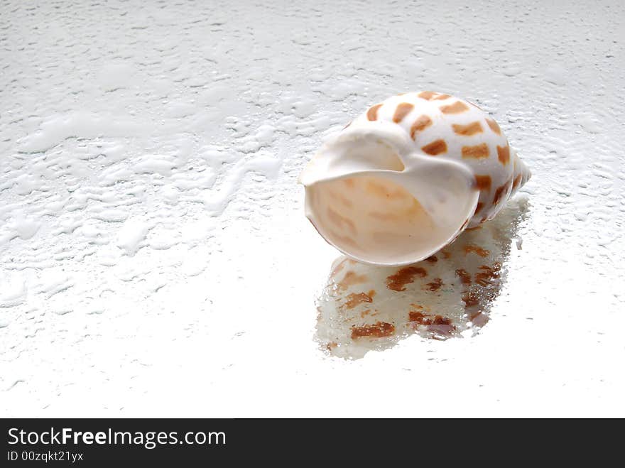 A shell and water reflection. A shell and water reflection