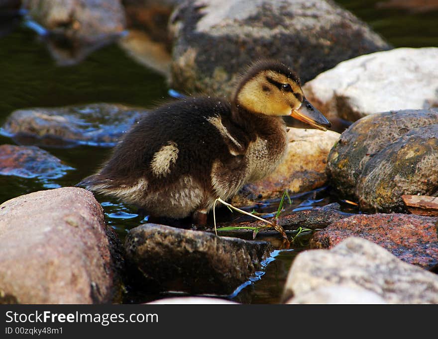 Baby duckling climbing over the rocks