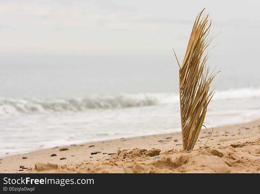 Reed standing in the sand at the beach. Reed standing in the sand at the beach