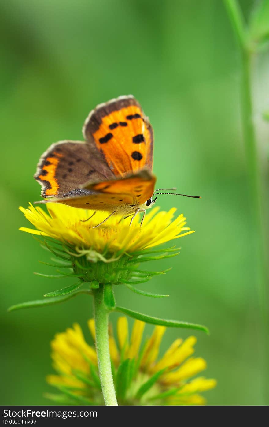 Hairstreak