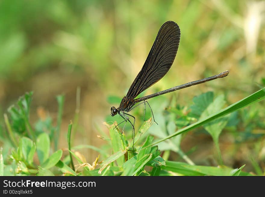 A black damselfly rest in tussock.