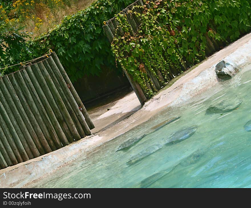 An original shot of a gate behind a little pool. An original shot of a gate behind a little pool