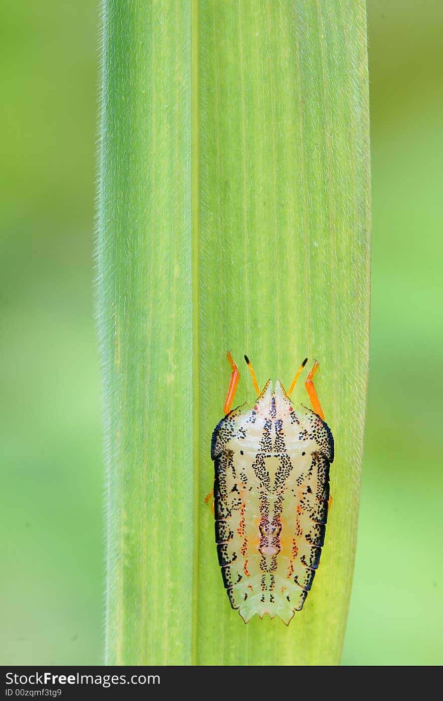 Pentatomidae rest back on the grass.