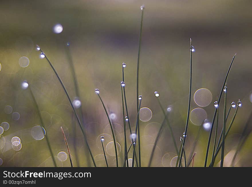 A shot of the sunsise reflecting on the dew in the grass. A shot of the sunsise reflecting on the dew in the grass.