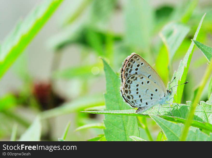 The beautiful butterfly