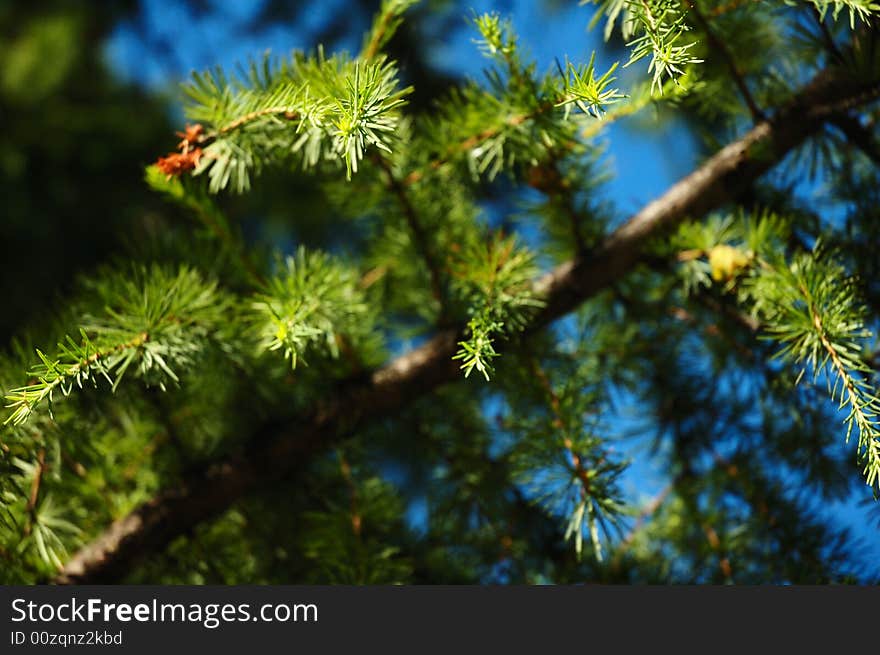 Conifer branchlets (Spruce). Brightly green needles - summer nature background. Conifer branchlets (Spruce). Brightly green needles - summer nature background.