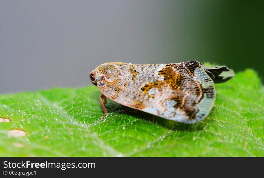 Cicada