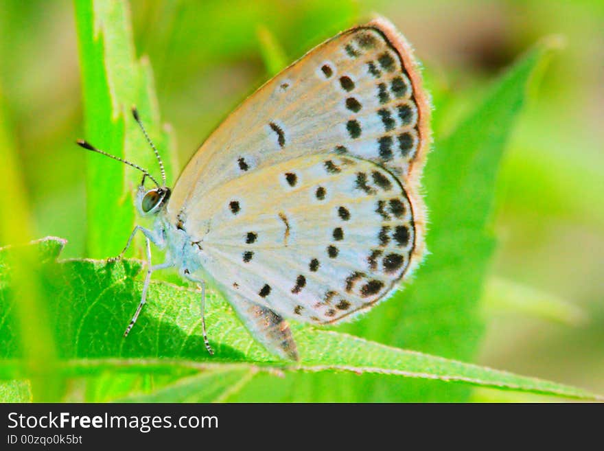 The beautiful butterfly