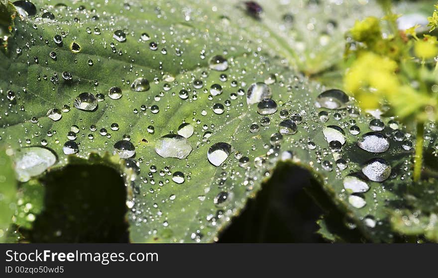 Closeup of  rain-drops on the green leaf