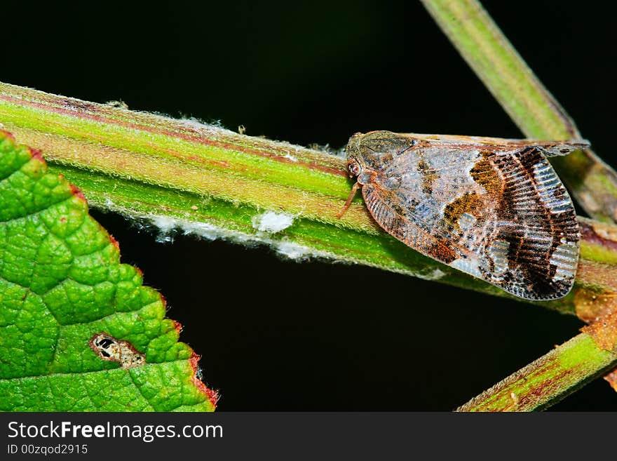 Cicada