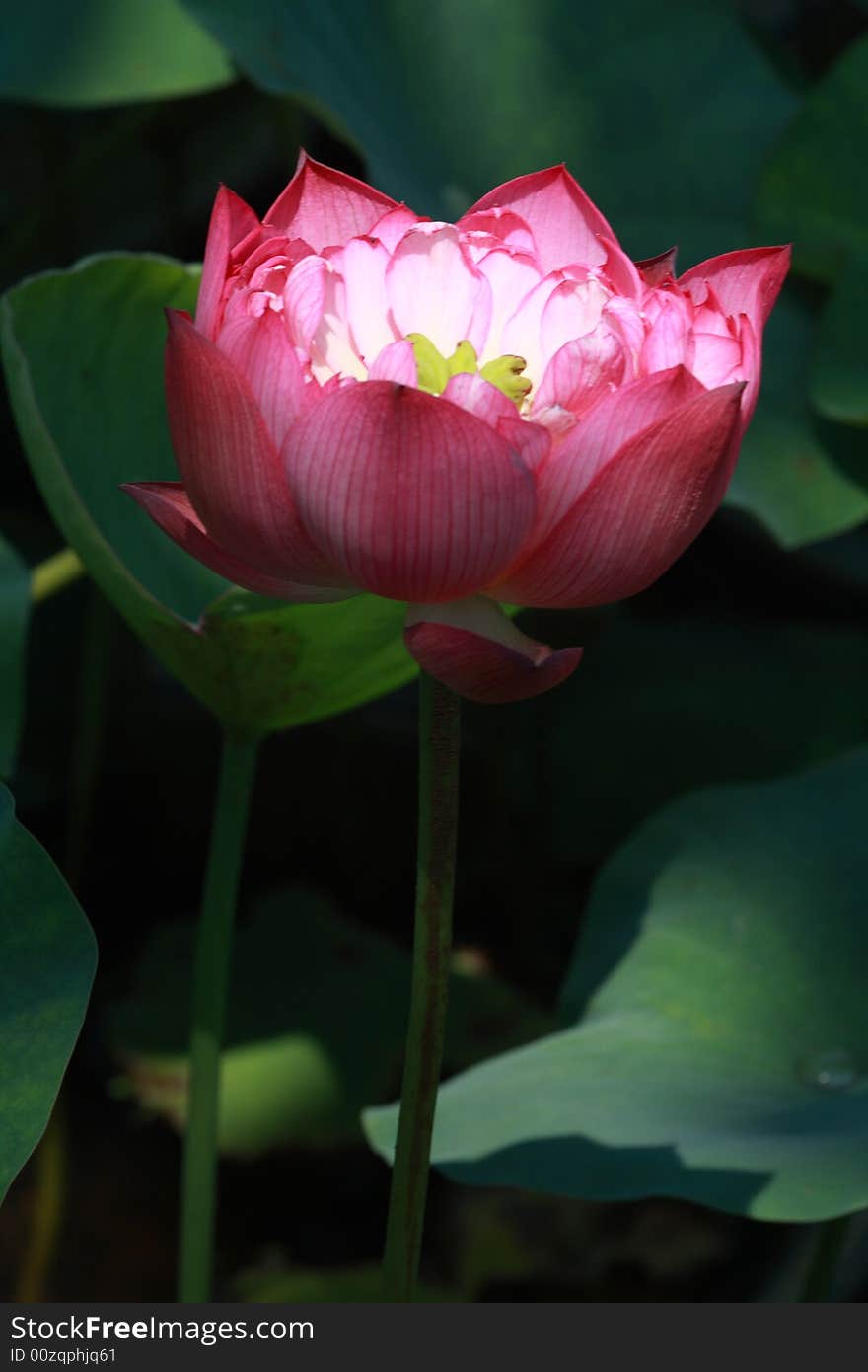 Beautiful lily in huayan temple,china