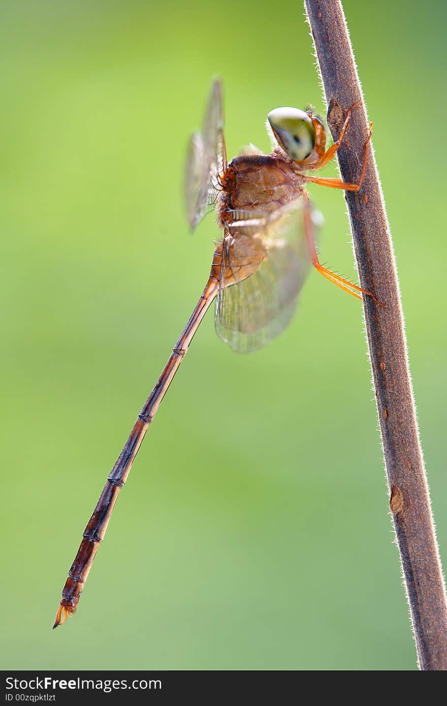 Dragonfly