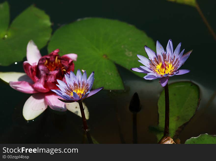 Beautiful lily  in huayan temple,china