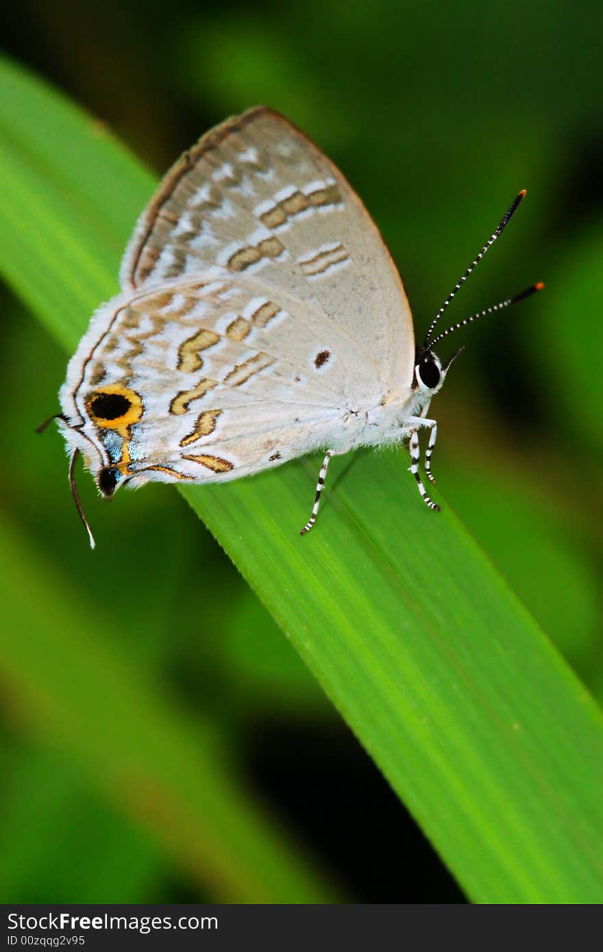 The butterfly fall a plant .
shoot it in a garden . The butterfly fall a plant .
shoot it in a garden .