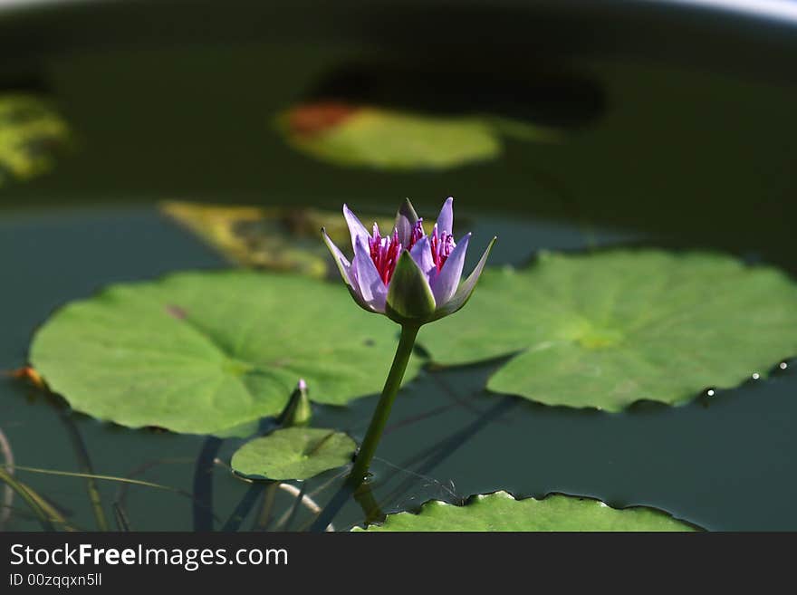 Beautiful lily in huayan temple,china