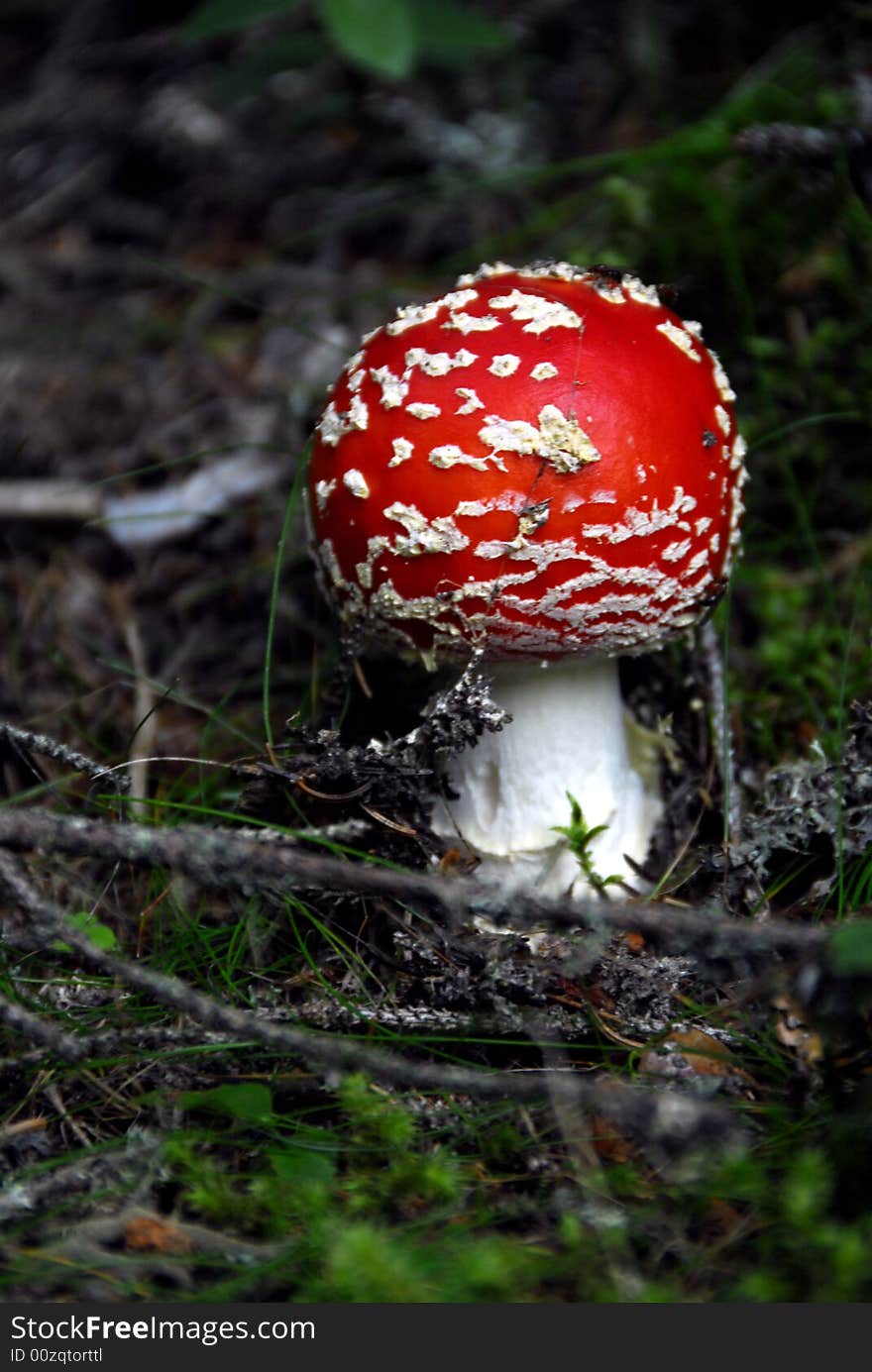 Wild mushrooms on the moss. K